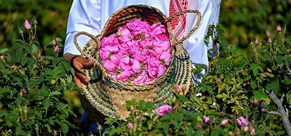 Taif Rose Harvest in April